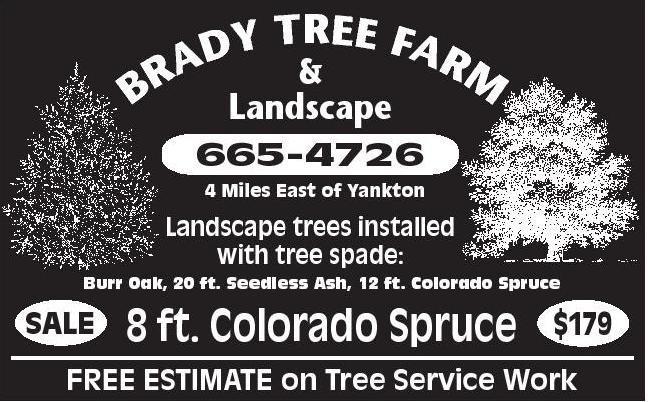 8-10' Potted Amur Maple